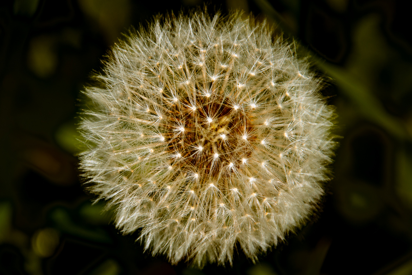 Pusteblume