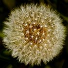 Pusteblume