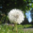 Pusteblume