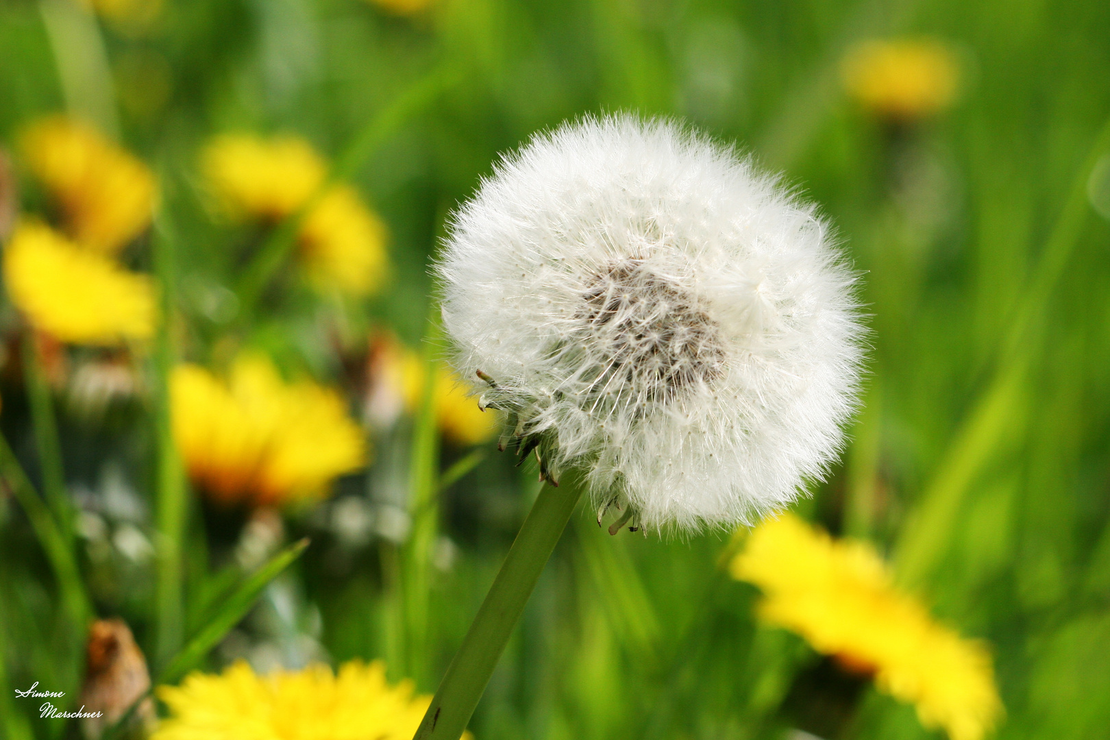 Pusteblume