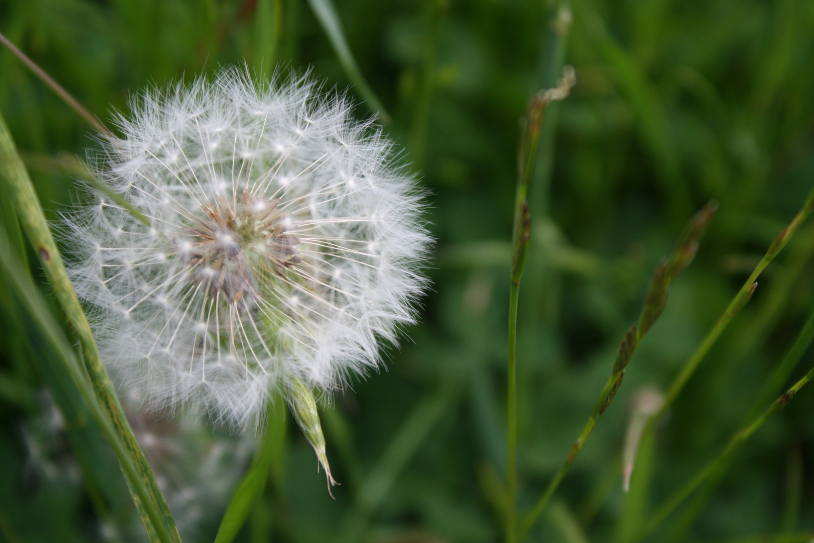 Pusteblume