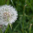 Pusteblume