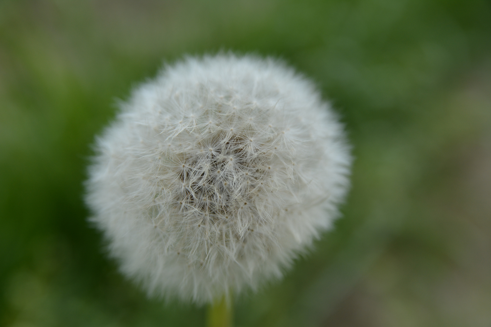 Pusteblume