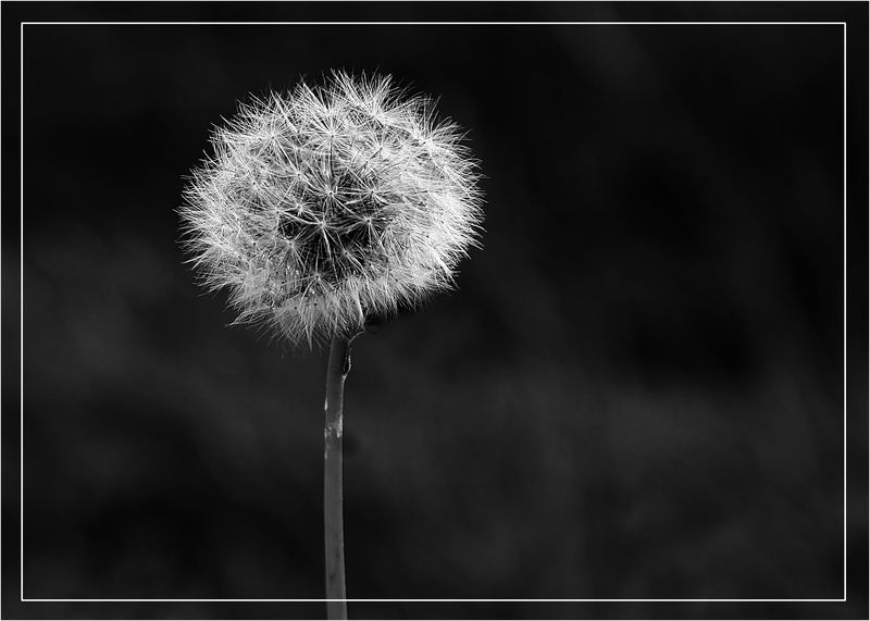 Pusteblume...