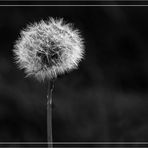 Pusteblume...