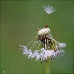 Pusteblume