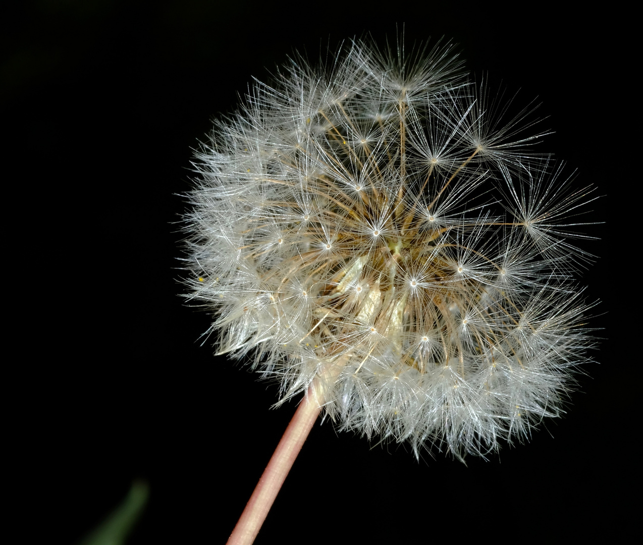 Pusteblume