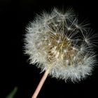 Pusteblume