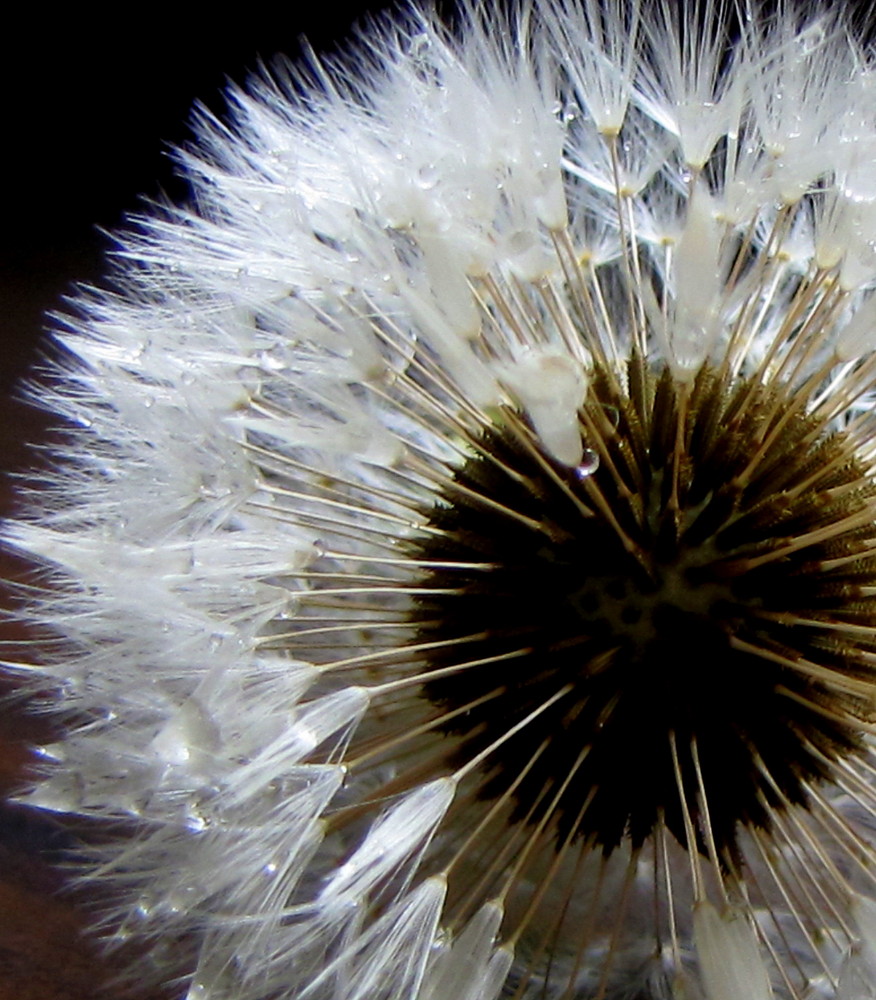 Pusteblume