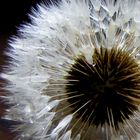 Pusteblume