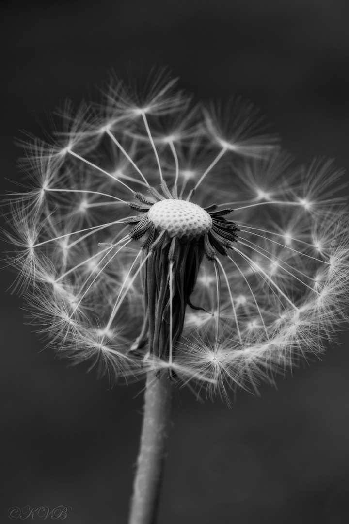 Pusteblume