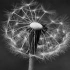 Pusteblume