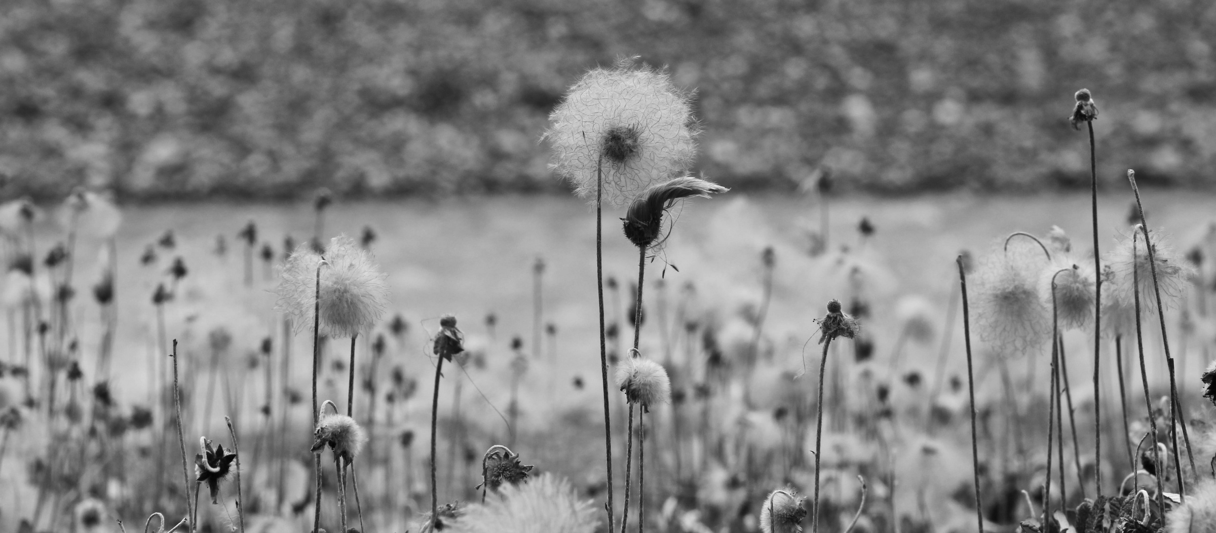 Pusteblume