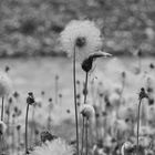 Pusteblume