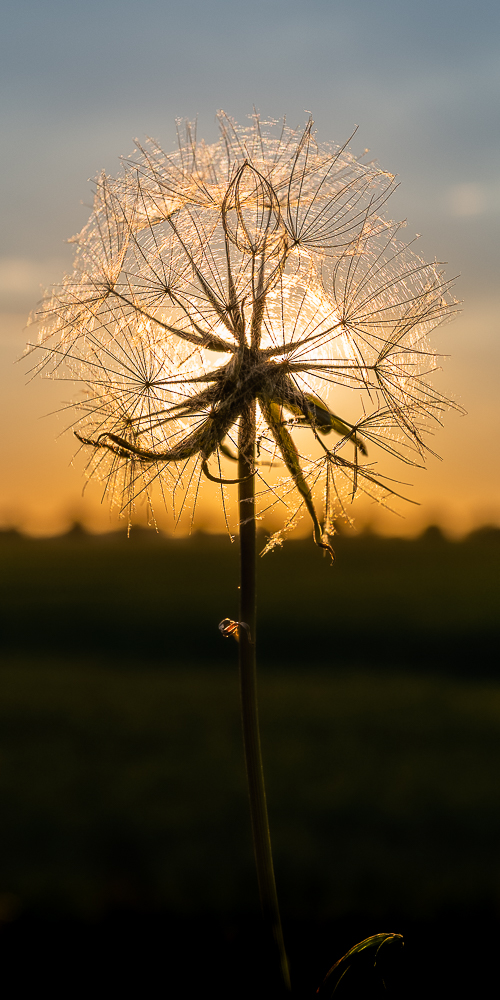 Pusteblume