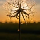 Pusteblume