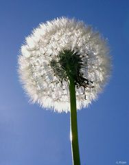 Pusteblume