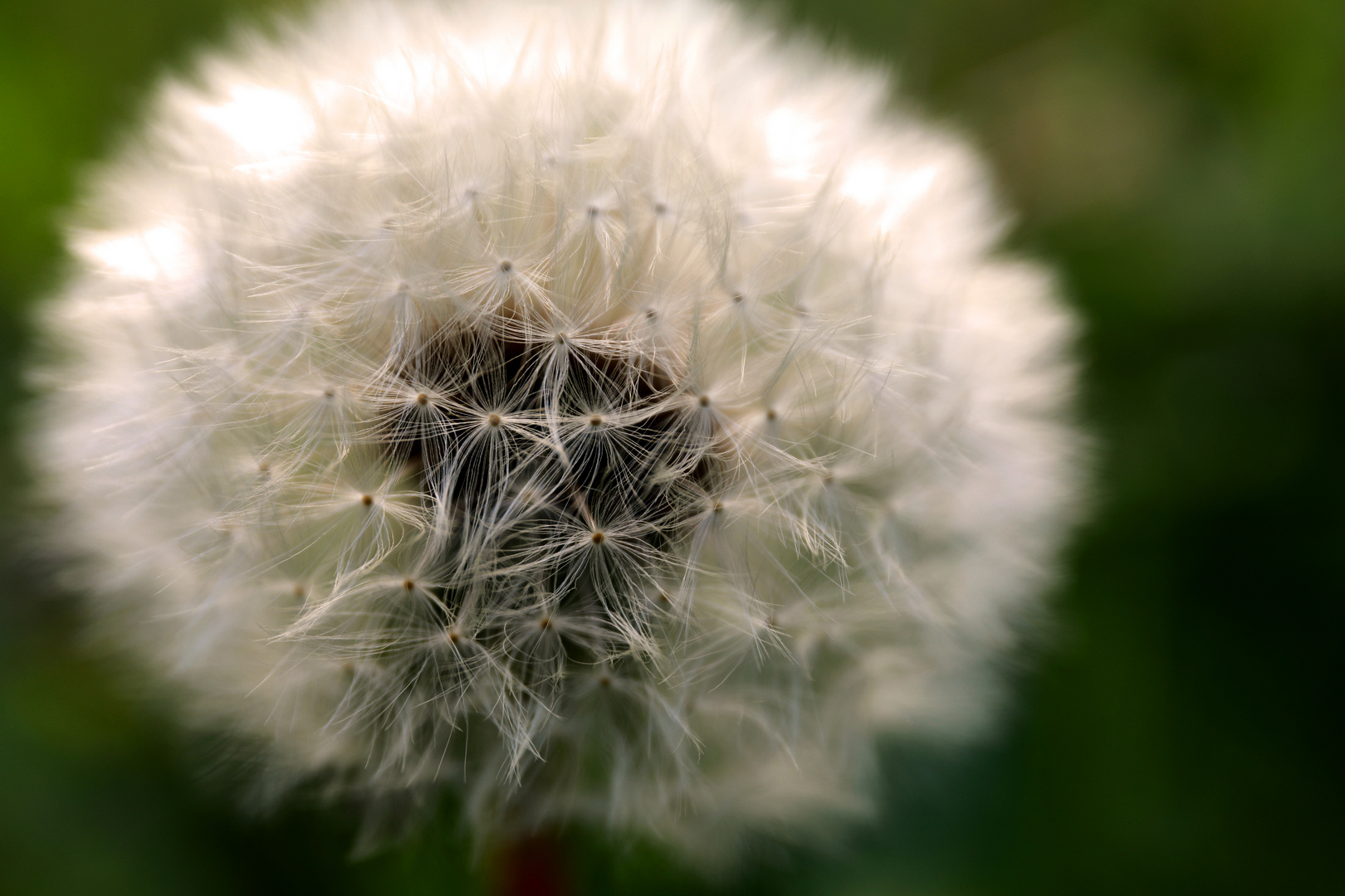 Pusteblume