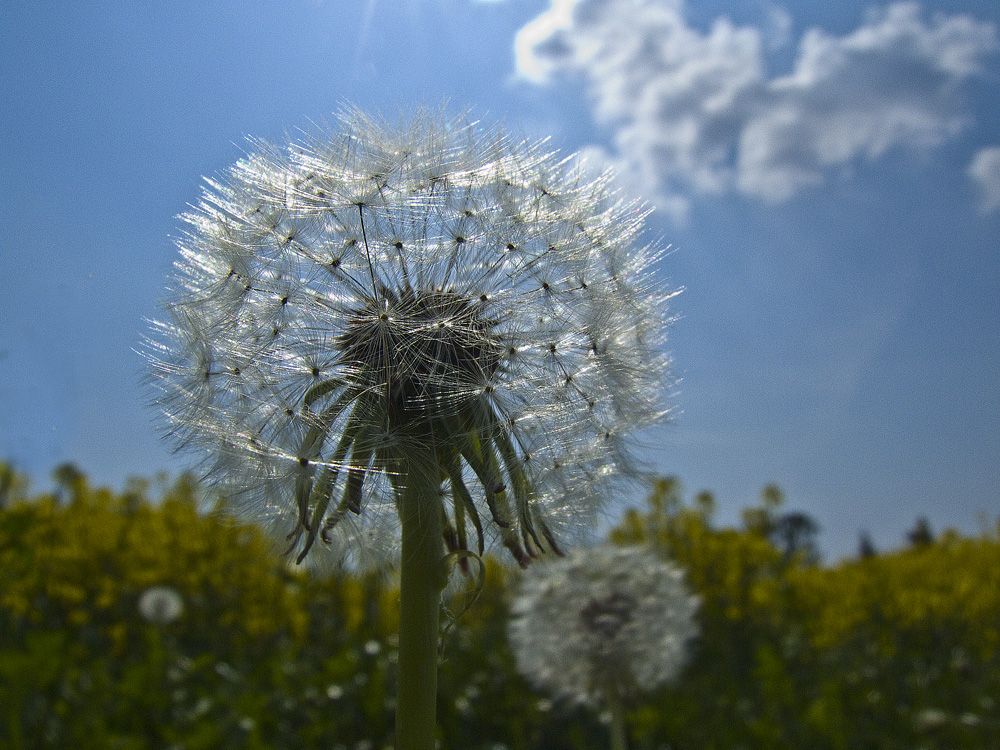 Pusteblume von Jürgen Liepe