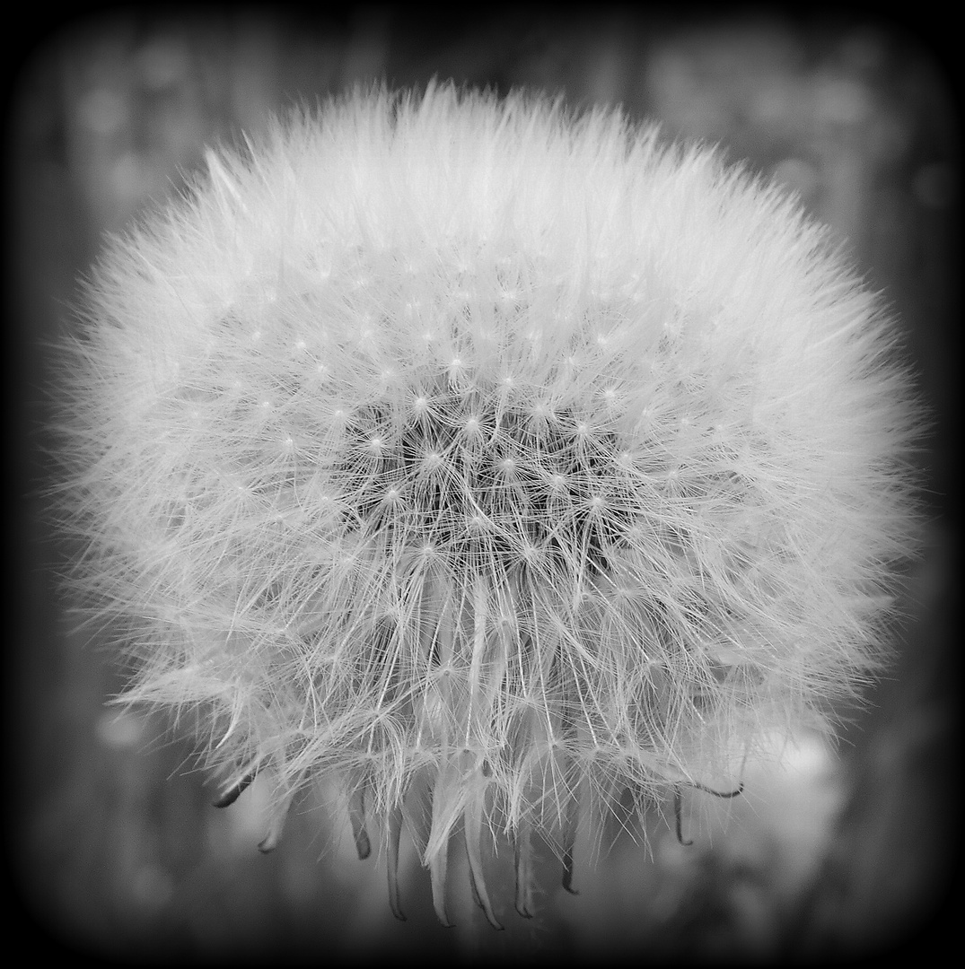 Pusteblume