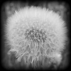 Pusteblume