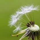 Pusteblume