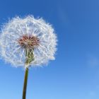 Pusteblume - bald gehts auf die Reise