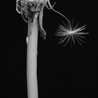 Pusteblume