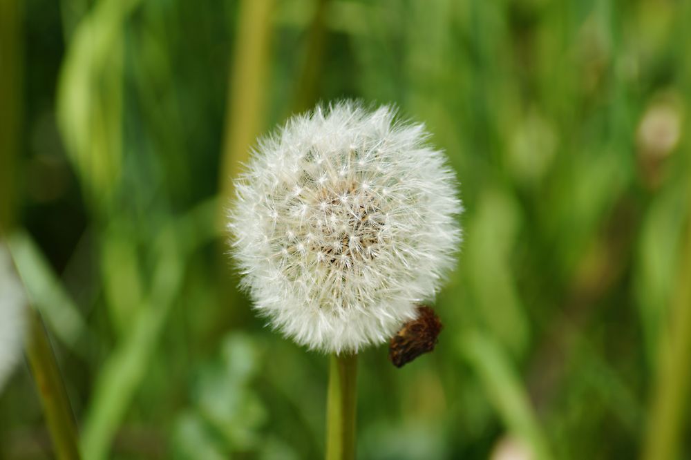 Pusteblume