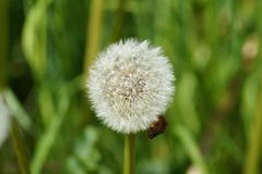 Pusteblume