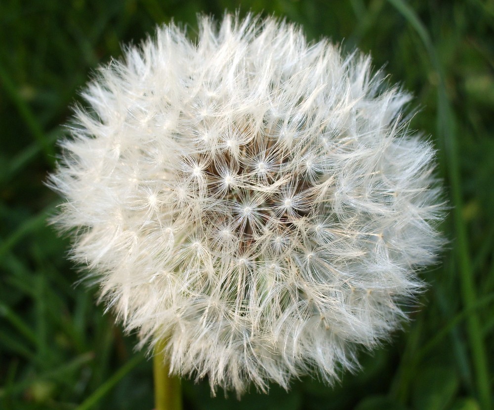 Pusteblume