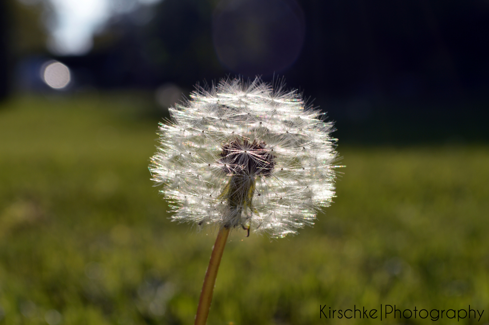 Pusteblume