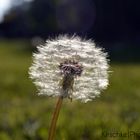 Pusteblume