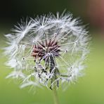 Pusteblume