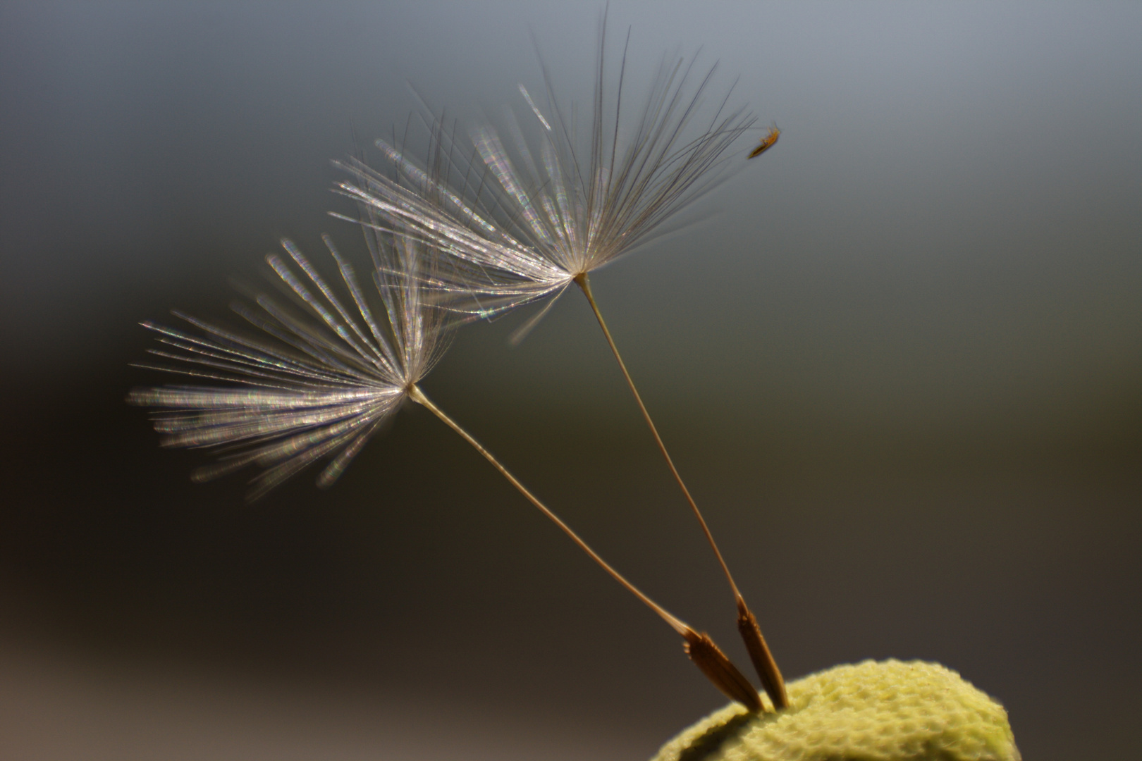 Pusteblume