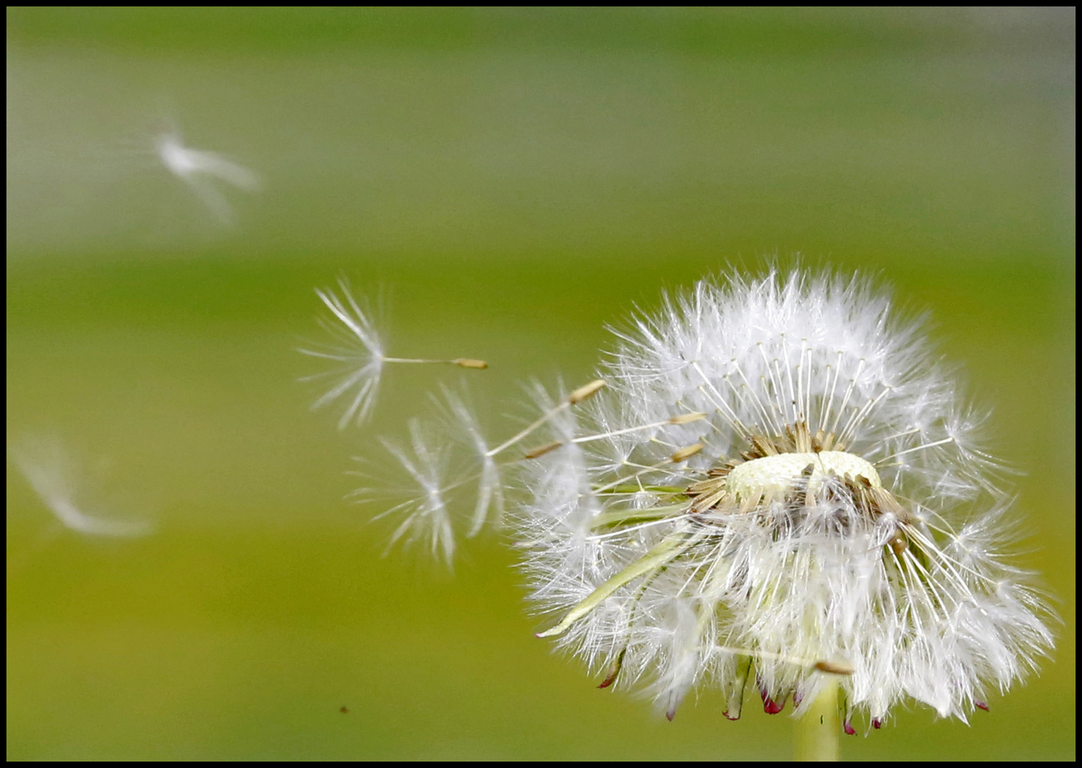 Pusteblume...