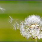 Pusteblume...