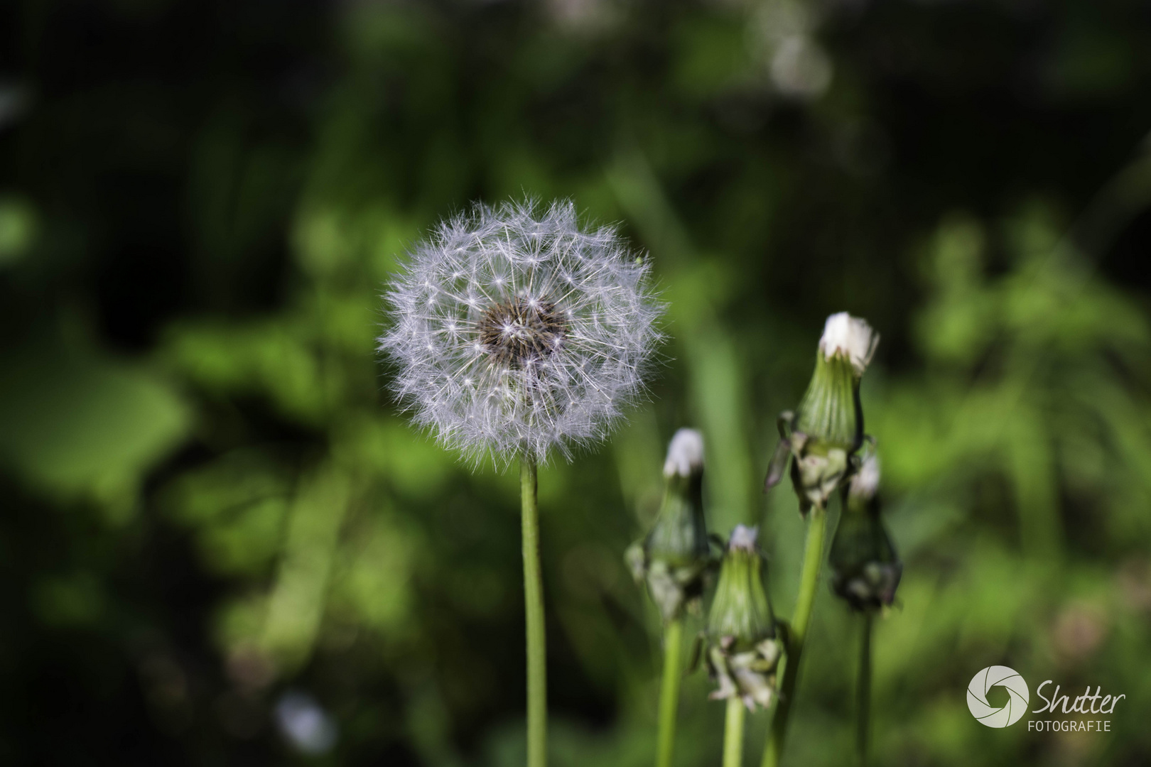 Pusteblume