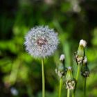 Pusteblume