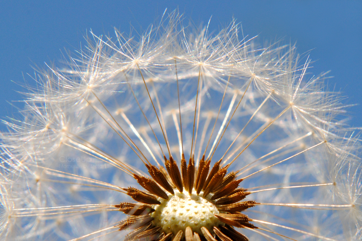 Pusteblume