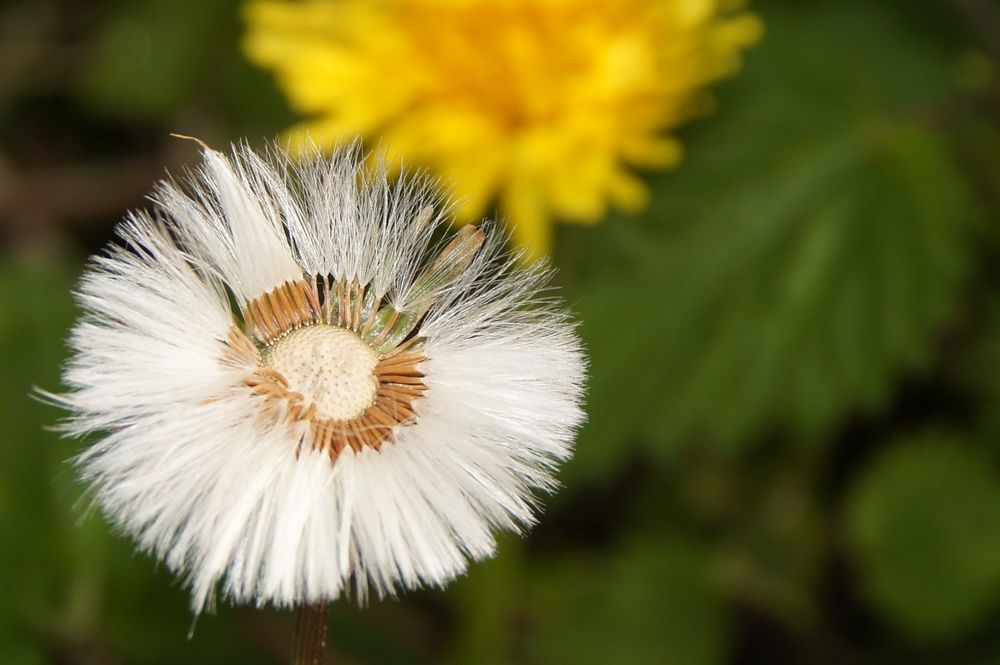 Pusteblume von hammer Nr.1 