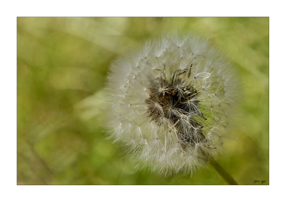 Pusteblume