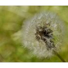 Pusteblume