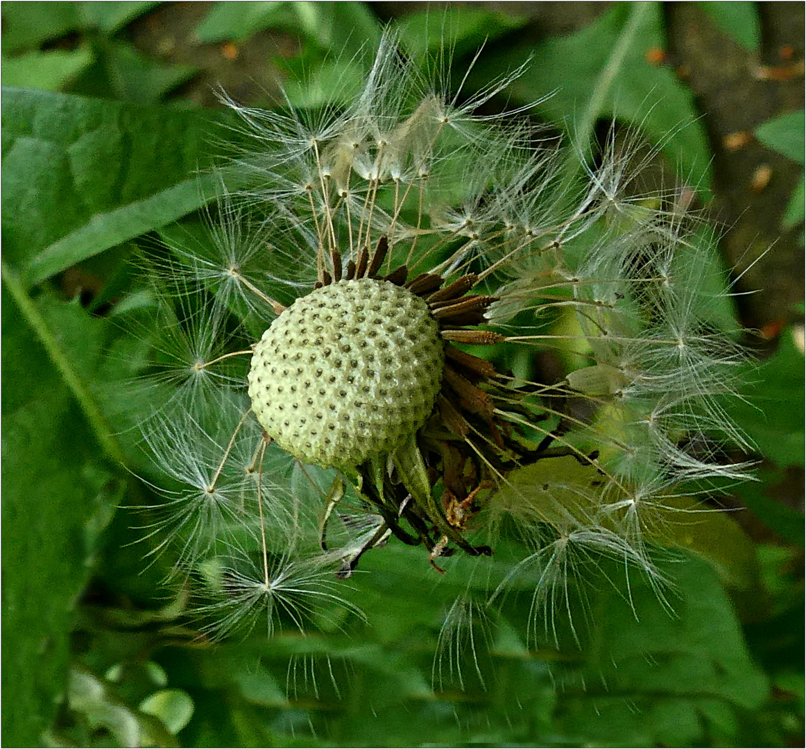 Pusteblume