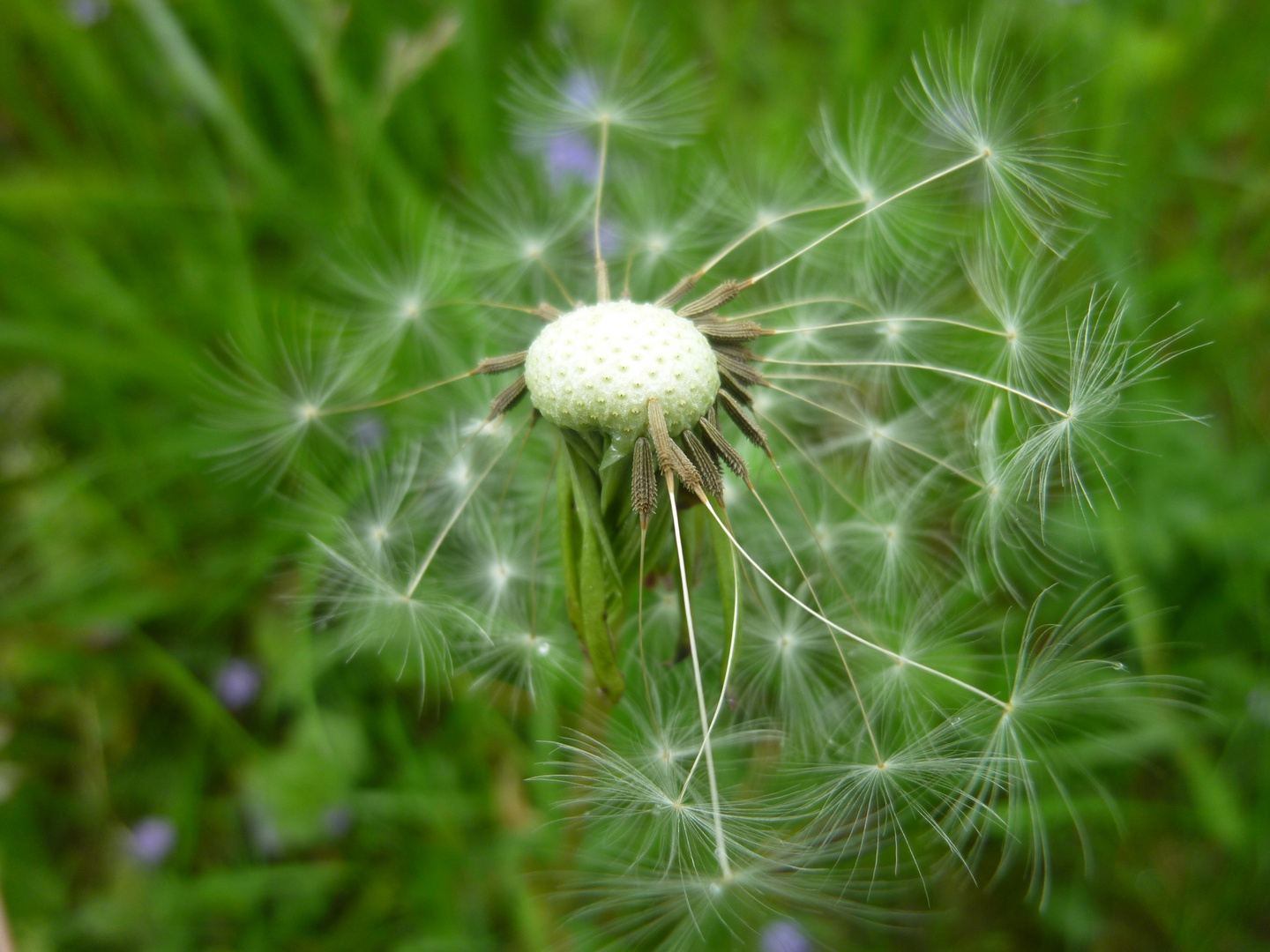 Pusteblume