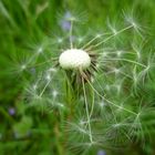 Pusteblume