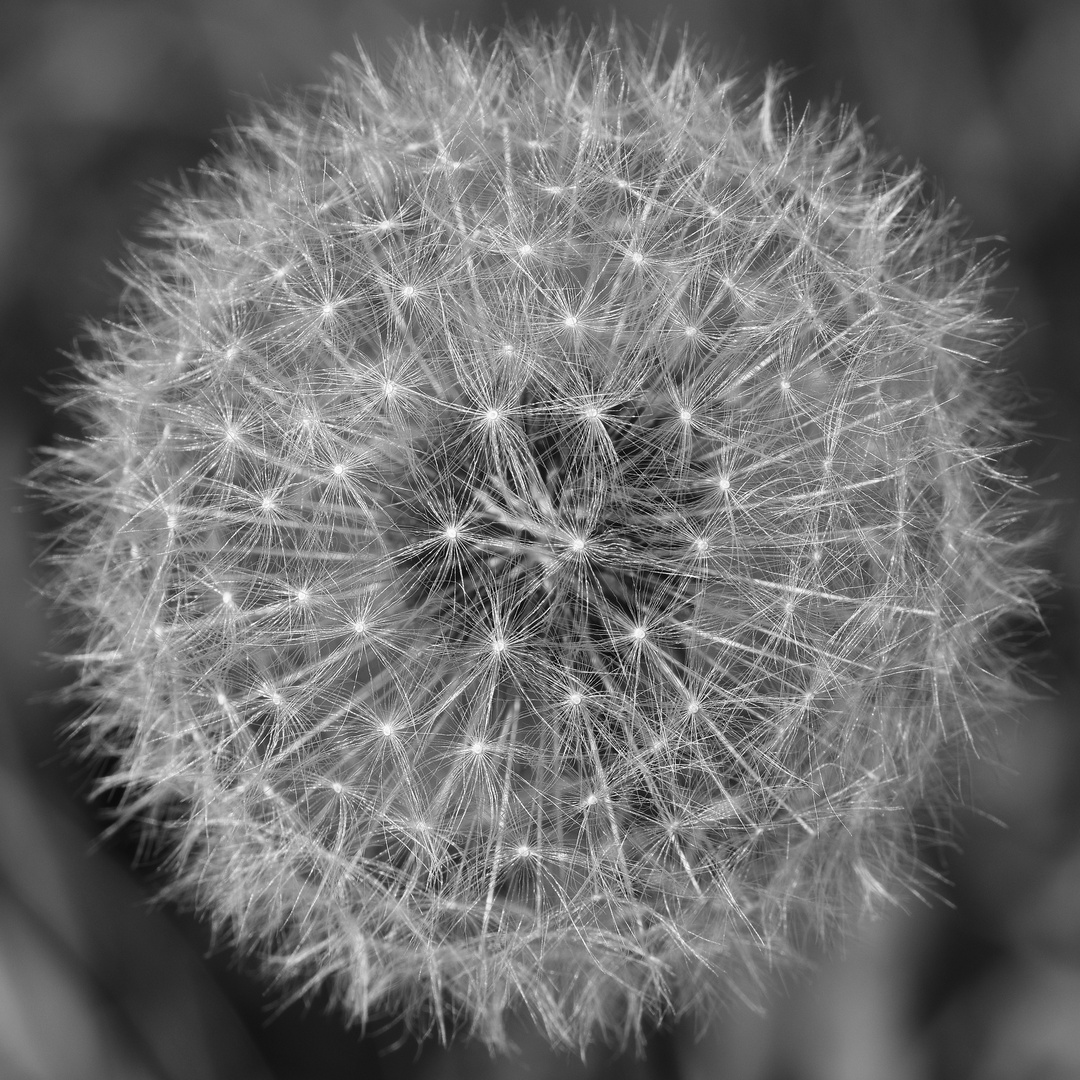 Pusteblume