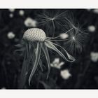 Pusteblume