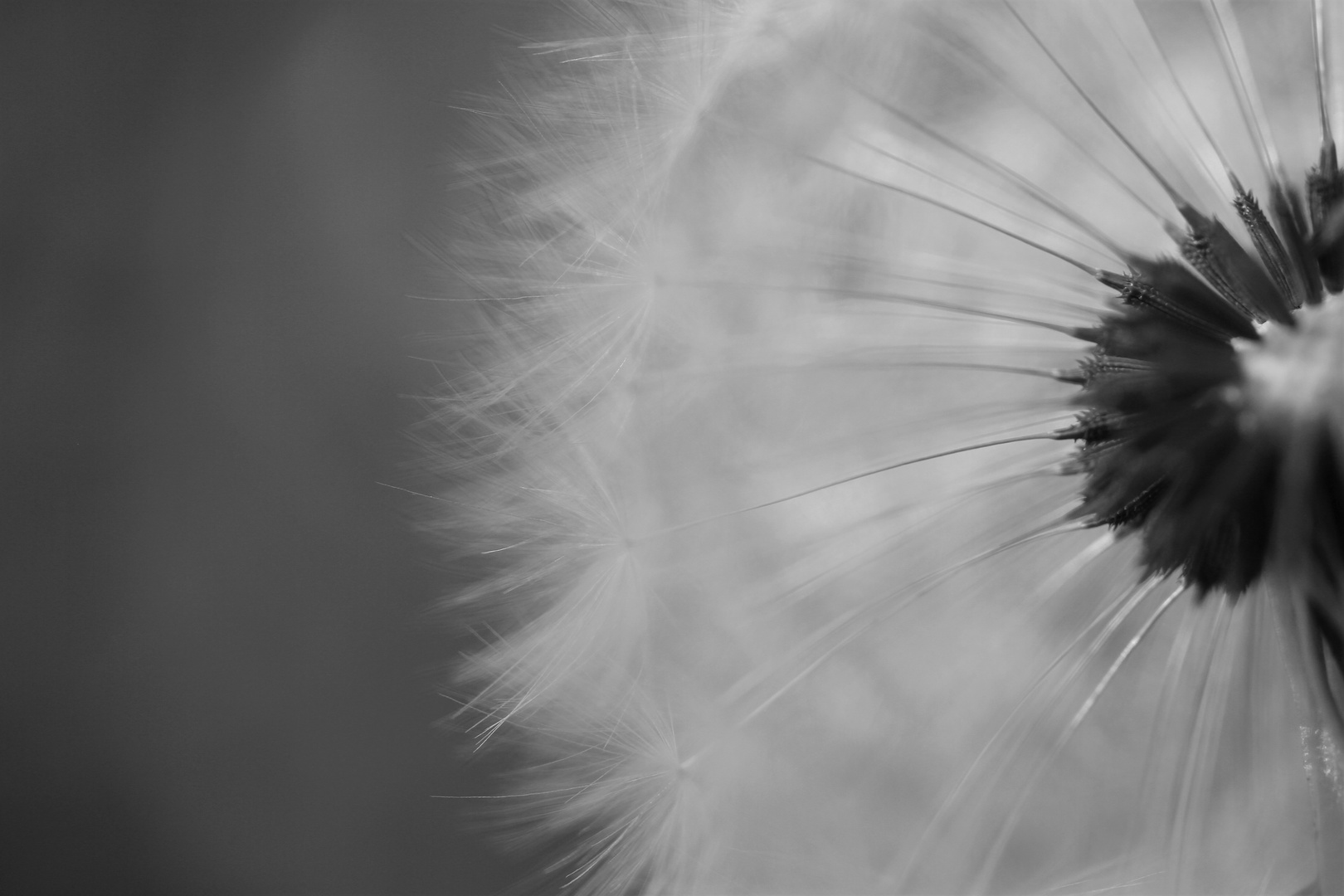 Pusteblume