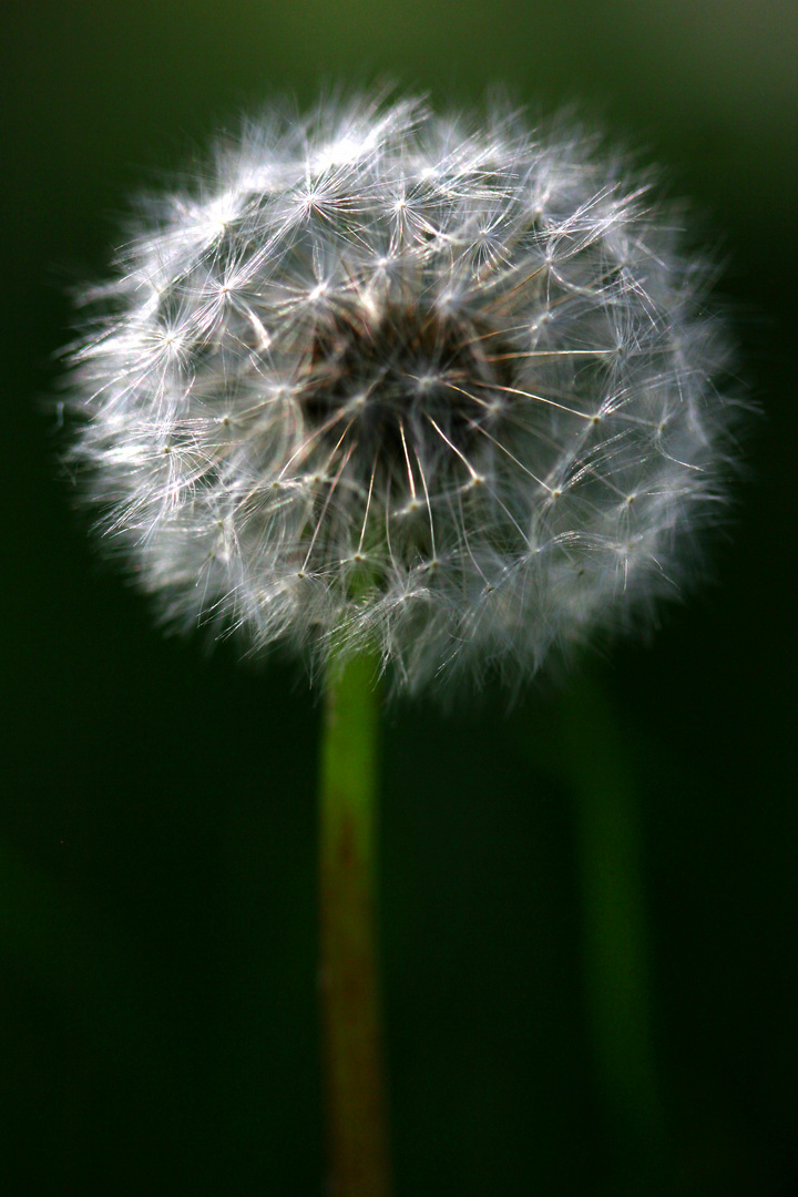 Pusteblume